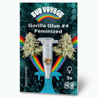 Bud Voyage Grafikdesign: Gorilla Glue #4 feminisierte Hanfsamen in einem Reagenzglas vor Regenbogen und türkisfarbenem Wellenhintergrund mit detaillierten Blütenständen und drei Samen