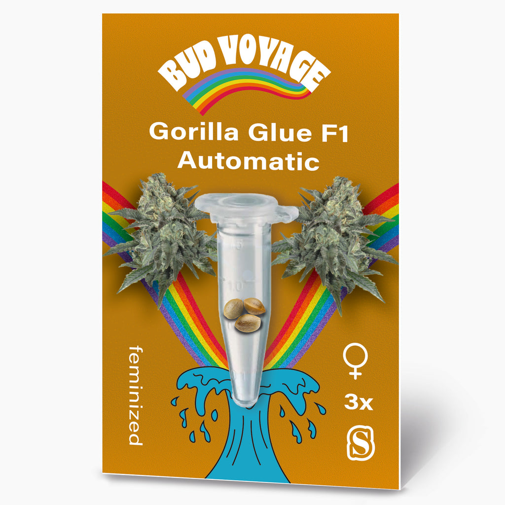 Bud Voyage Grafikdesign: Gorilla Glue F1 Automatic Samen, drei feminisierte Samen in einer Mikroröhre vor dem Hintergrund eines Regenbogens und einer blauen Welle abgebildet, mit detaillierten Cannabisblüten und einem goldenen Hintergrund