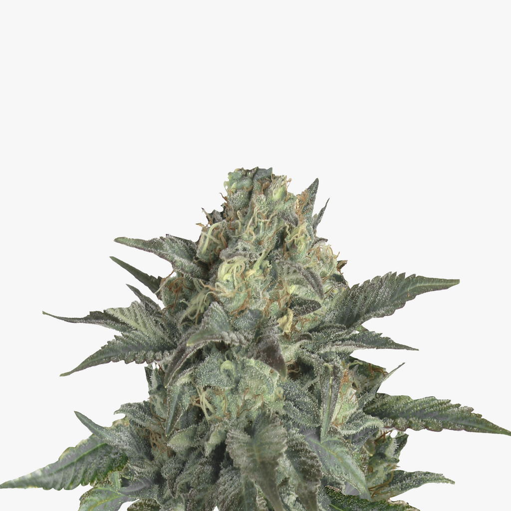 Nahaufnahme einer Cannabispflanze mit silbrigen Blättern,  braunen und grünen Blütenständen und einem dichten Harzüberzug
