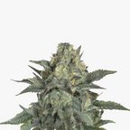 Nahaufnahme einer Cannabispflanze mit silbrigen Blättern,  braunen und grünen Blütenständen und einem dichten Harzüberzug
