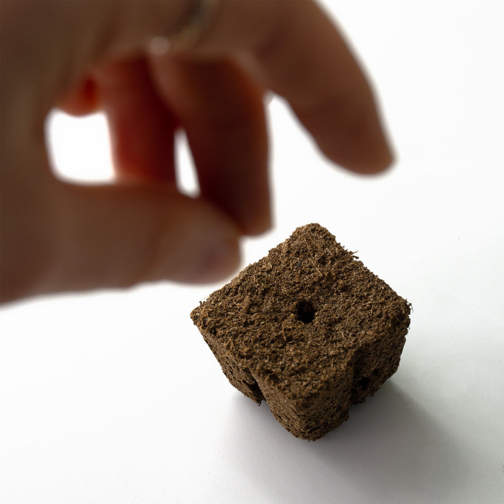 Easy-Growkit von BudVoyage - Komplettes Growset für deine Ernte!