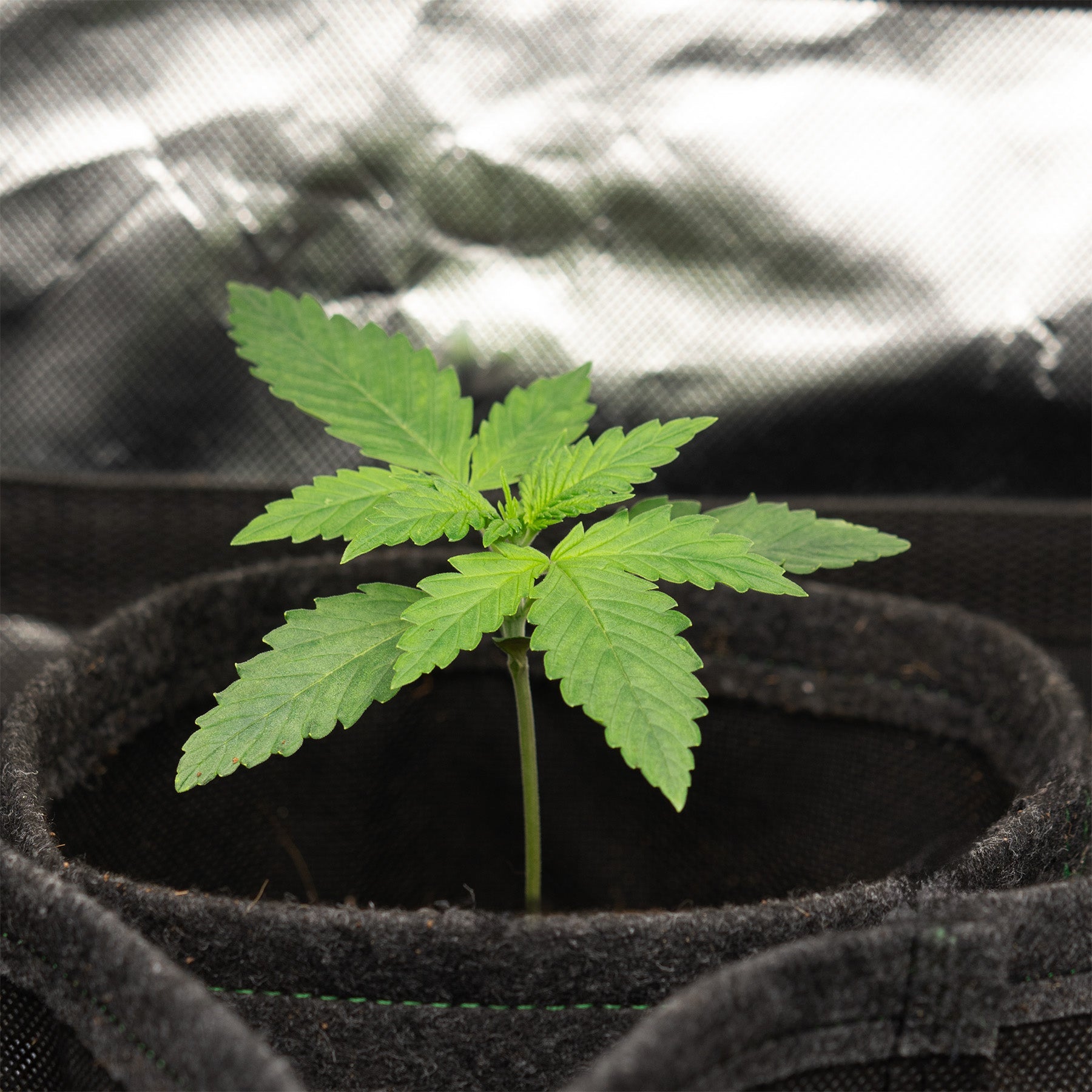 Easy-Growkit von BudVoyage - Komplettes Growset für deine Ernte!