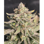 Guava Dwarf Auto