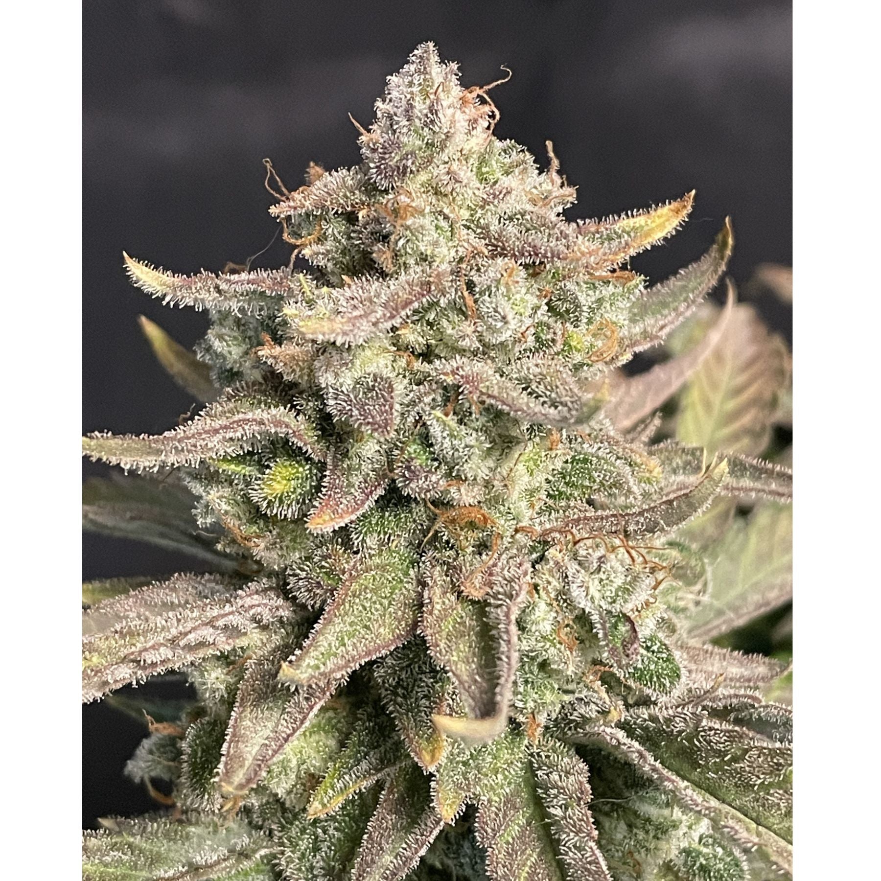 Guava Dwarf Auto Hanfsamen von BudVoyage