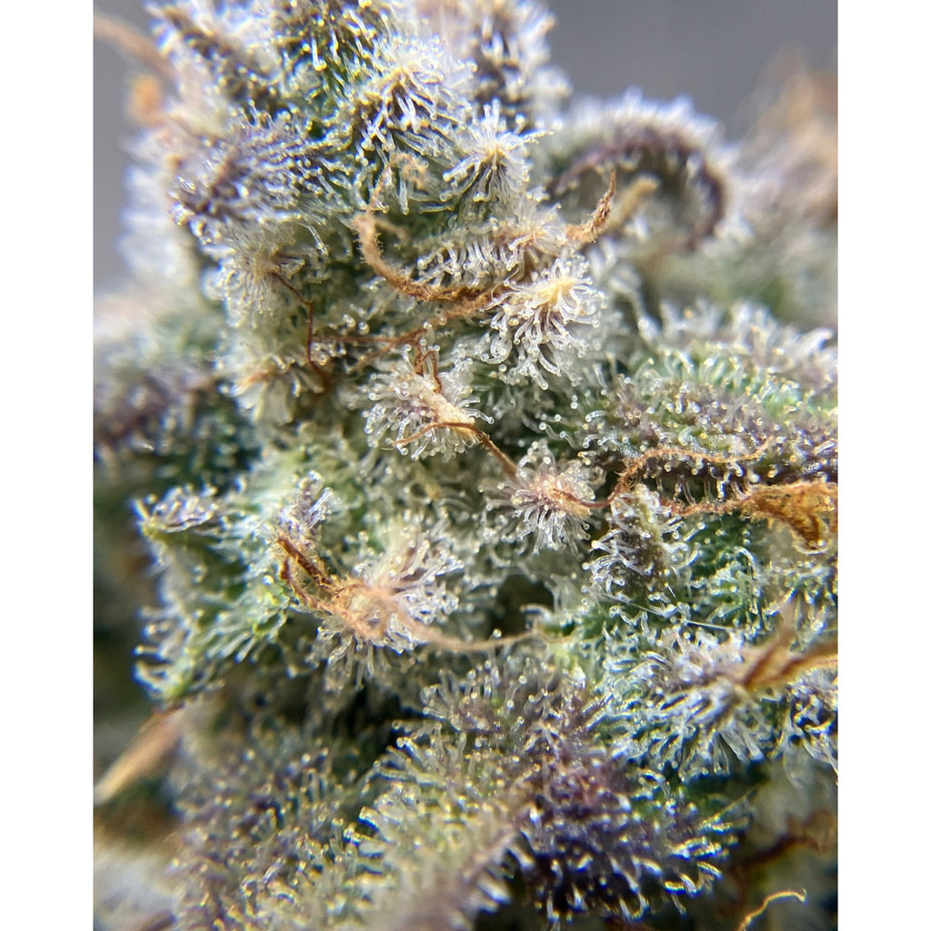 Guava Dwarf Auto Hanfsamen von BudVoyage