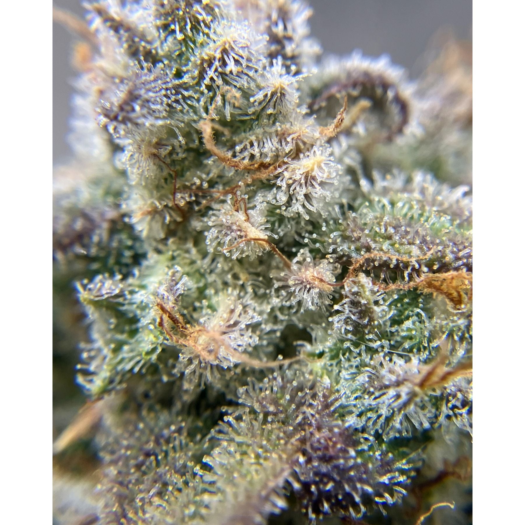 Guava Dwarf Auto Hanfsamen von BudVoyage