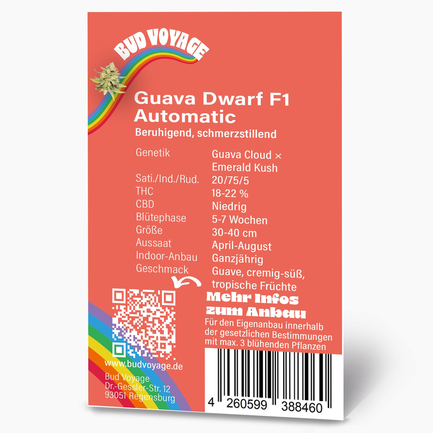 Guava Dwarf Auto Hanfsamen von BudVoyage