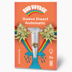 Guava Dwarf Auto