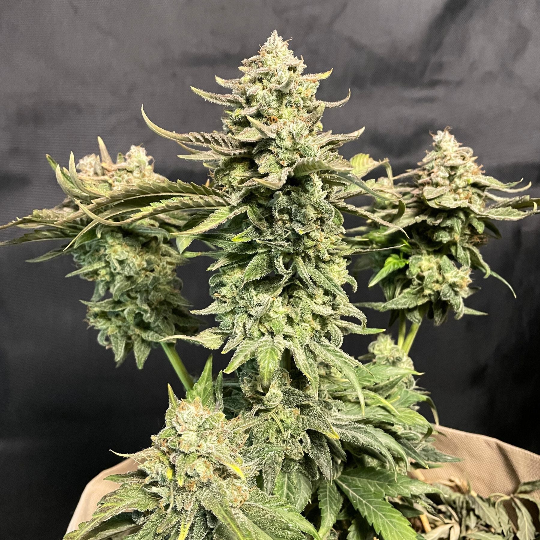 Guava Dwarf Auto Hanfsamen von BudVoyage