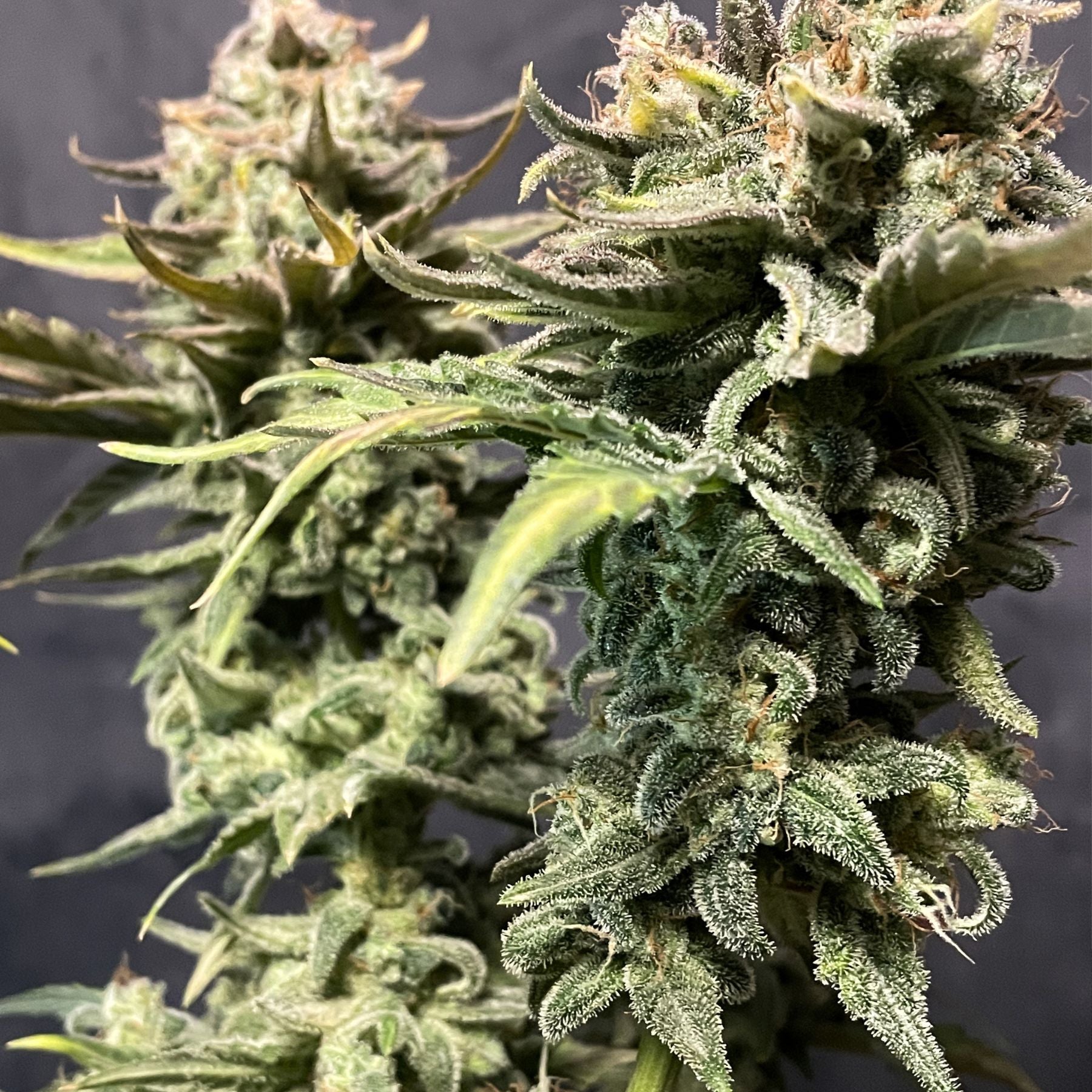 Guava Dwarf Auto Hanfsamen von BudVoyage