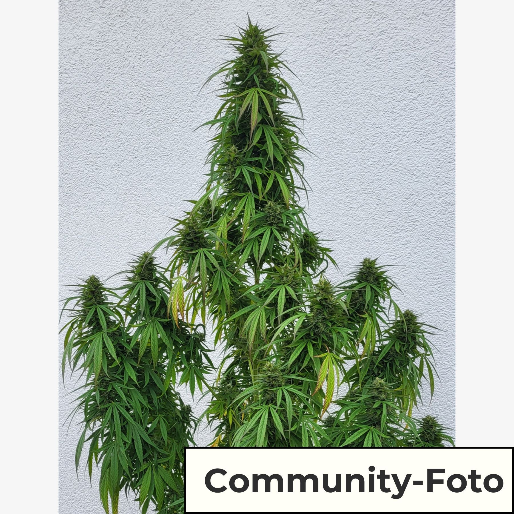 Hanfsamen BudVoyage Hellfire OG AUTO (Stresslindernd, glücklich, euphorisch, entspannend)