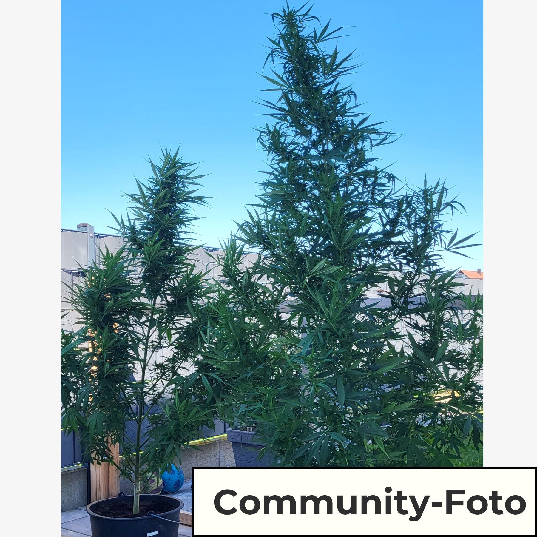 Hanfsamen BudVoyage Hellfire OG AUTO (Stresslindernd, glücklich, euphorisch, entspannend)