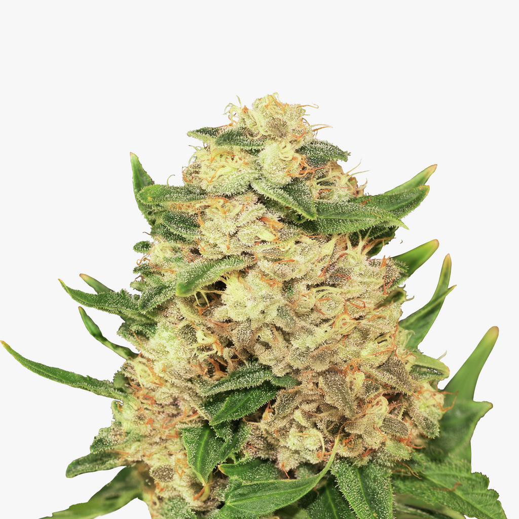 Nahaufnahme einer Cannabispflanze mit dicht wachsenden, hellgrünen Blättern und orangefarbenen Härchen, die einen kegelförmigen Blütenstand bilden, der mit kristallinen Trichomen bedeckt ist
