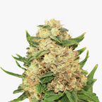Nahaufnahme einer Cannabispflanze mit dicht wachsenden, hellgrünen Blättern und orangefarbenen Härchen, die einen kegelförmigen Blütenstand bilden, der mit kristallinen Trichomen bedeckt ist
