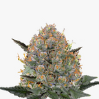 Fotografie von Cannabispflanze mit orangefarbenen Haaren, silbrigen Trichomen und dunkelgrünen Blättern auf weißem Hintergrund
