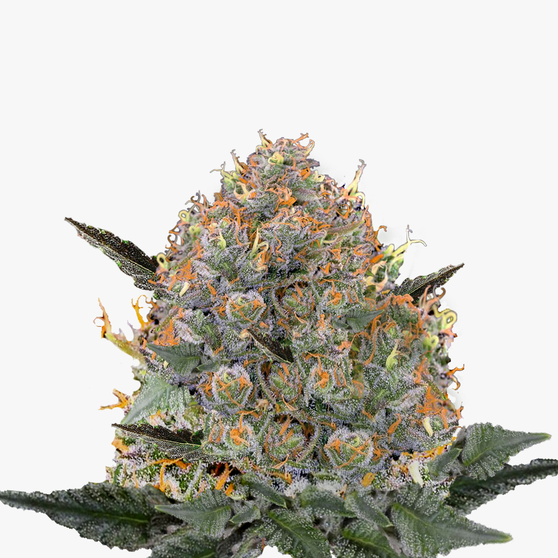 Fotografie von Cannabispflanze mit orangefarbenen Haaren, silbrigen Trichomen und dunkelgrünen Blättern auf weißem Hintergrund
