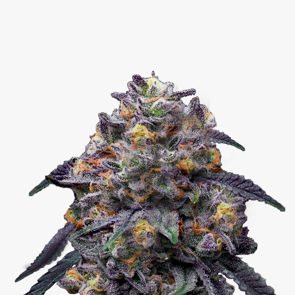 Fotografie einer Cannabispflanze mit lila und orangenen Farbtönen, dicht mit Trichomen bedeckt, die wie Kristalle aussehen.
