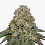 Nahaufnahme eines Marihuana-Buds mit grün-violetten Blütenständen, orangefarbenen Härchen und einer dicken Schicht aus glitzernden Trichomen
