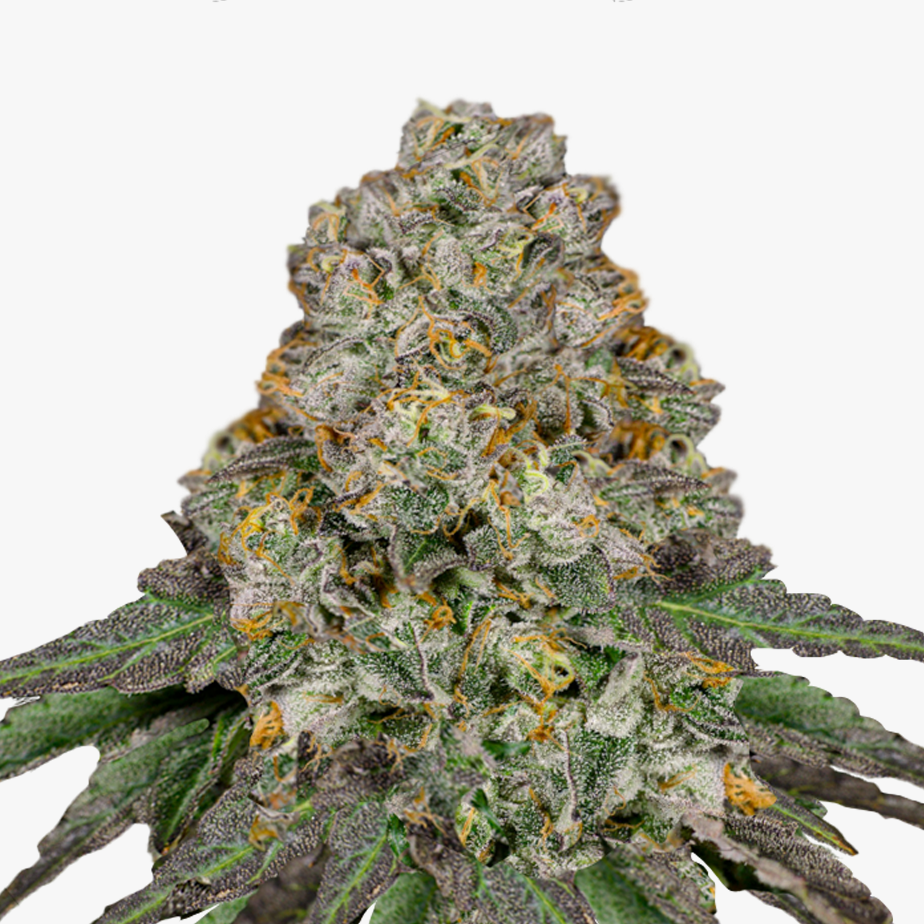 Nahaufnahme eines Marihuana-Buds mit grün-violetten Blütenständen, orangefarbenen Härchen und einer dicken Schicht aus glitzernden Trichomen
