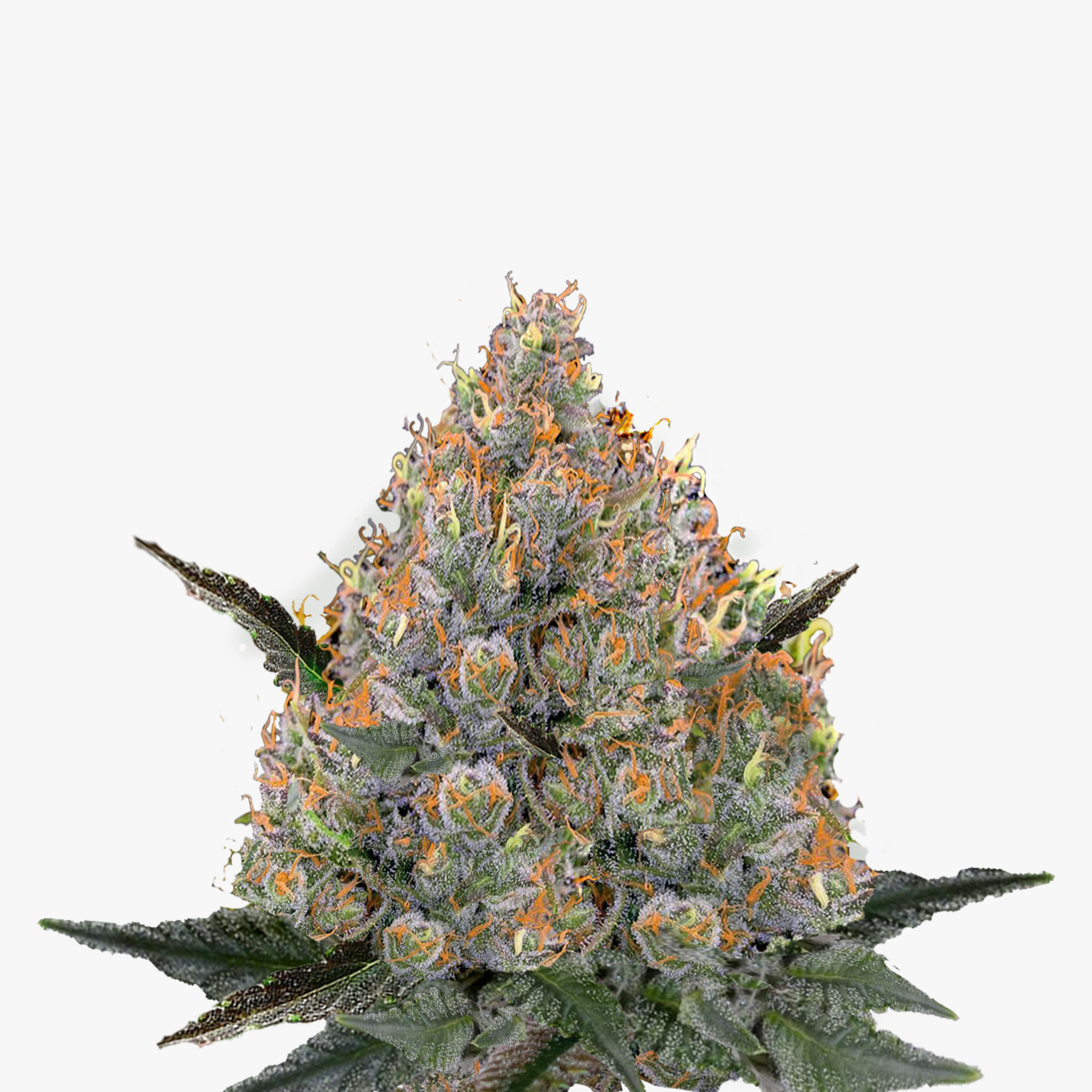Nahaufnahme einer Cannabispflanze mit orangefarbenen und violetten Blütenständen auf weißem Hintergrund
