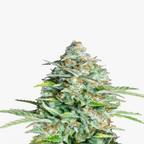 Nahaufnahme einer Cannabispflanze mit kristallinen Trichomen, orangefarbenen Stempeln und leuchtend grünen Blättern zeigt eine detaillierte Ansicht der Blütenstände
