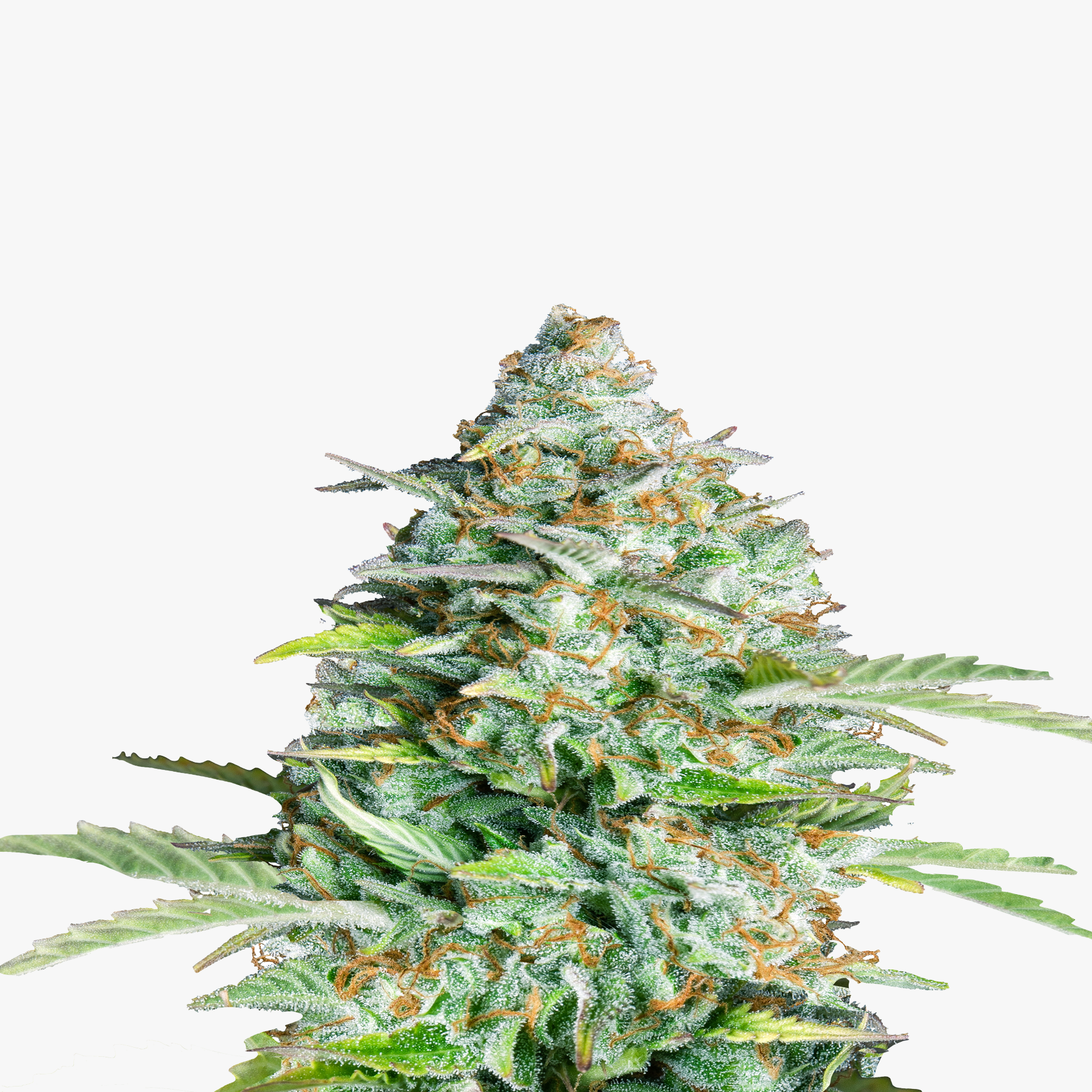 Nahaufnahme einer Cannabispflanze mit kristallinen Trichomen, orangefarbenen Stempeln und leuchtend grünen Blättern zeigt eine detaillierte Ansicht der Blütenstände
