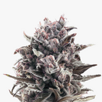 Nahaufnahme einer Cannabisblüte mit violett-grauen Blütenkelchen,  auffälligen weißen Trichomen und dunkelroten Akzenten zeigt die komplexe Struktur der Pflanze
