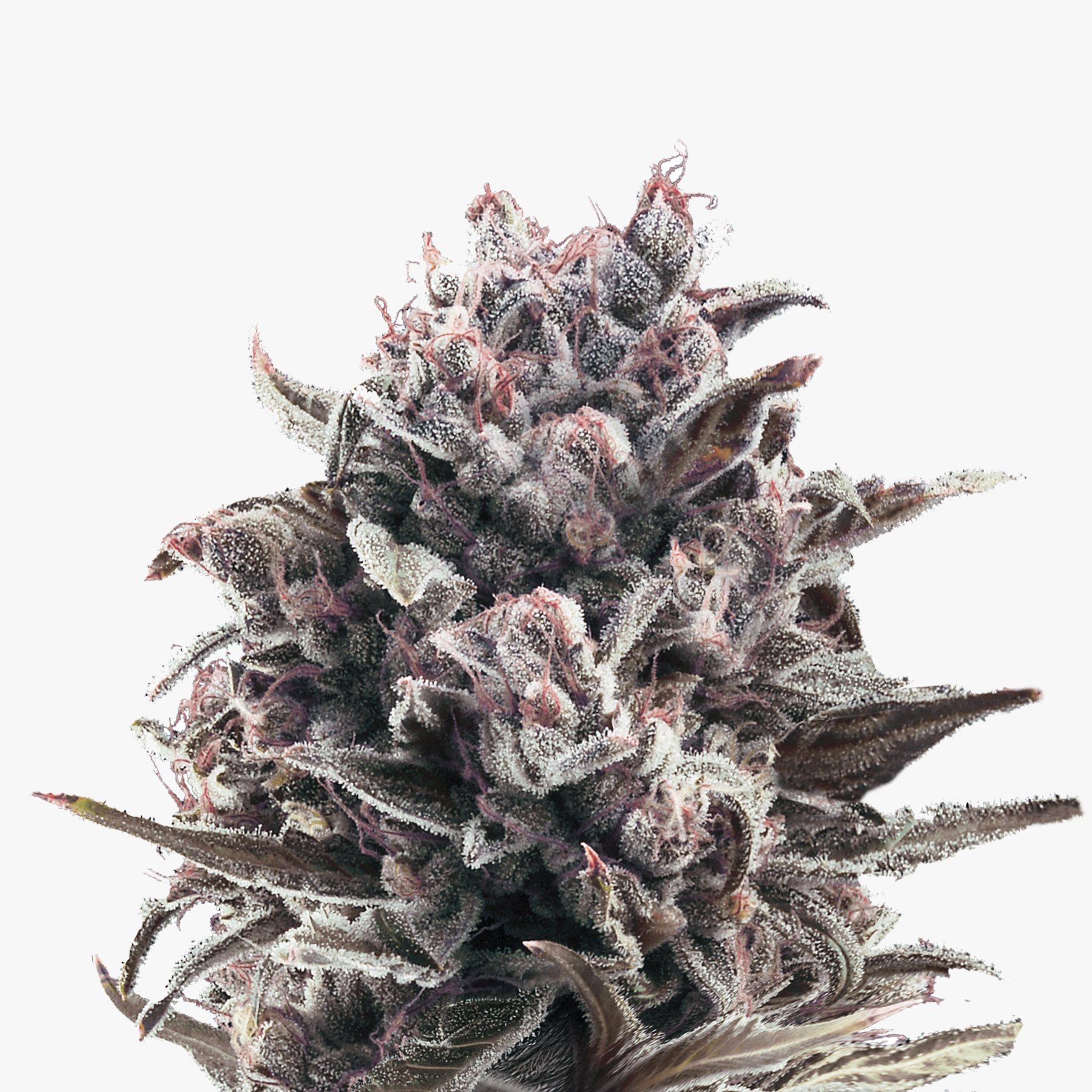 Nahaufnahme einer Cannabisblüte mit violett-grauen Blütenkelchen,  auffälligen weißen Trichomen und dunkelroten Akzenten zeigt die komplexe Struktur der Pflanze
