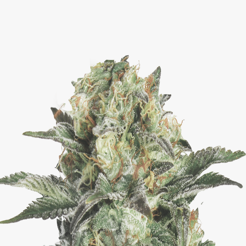 Nahaufnahme einer Cannabisblüte mit grün-weißen Blütenständen, orangefarbenen Härchen und purpurfarbenen Blättern vor weißem Hintergrund

