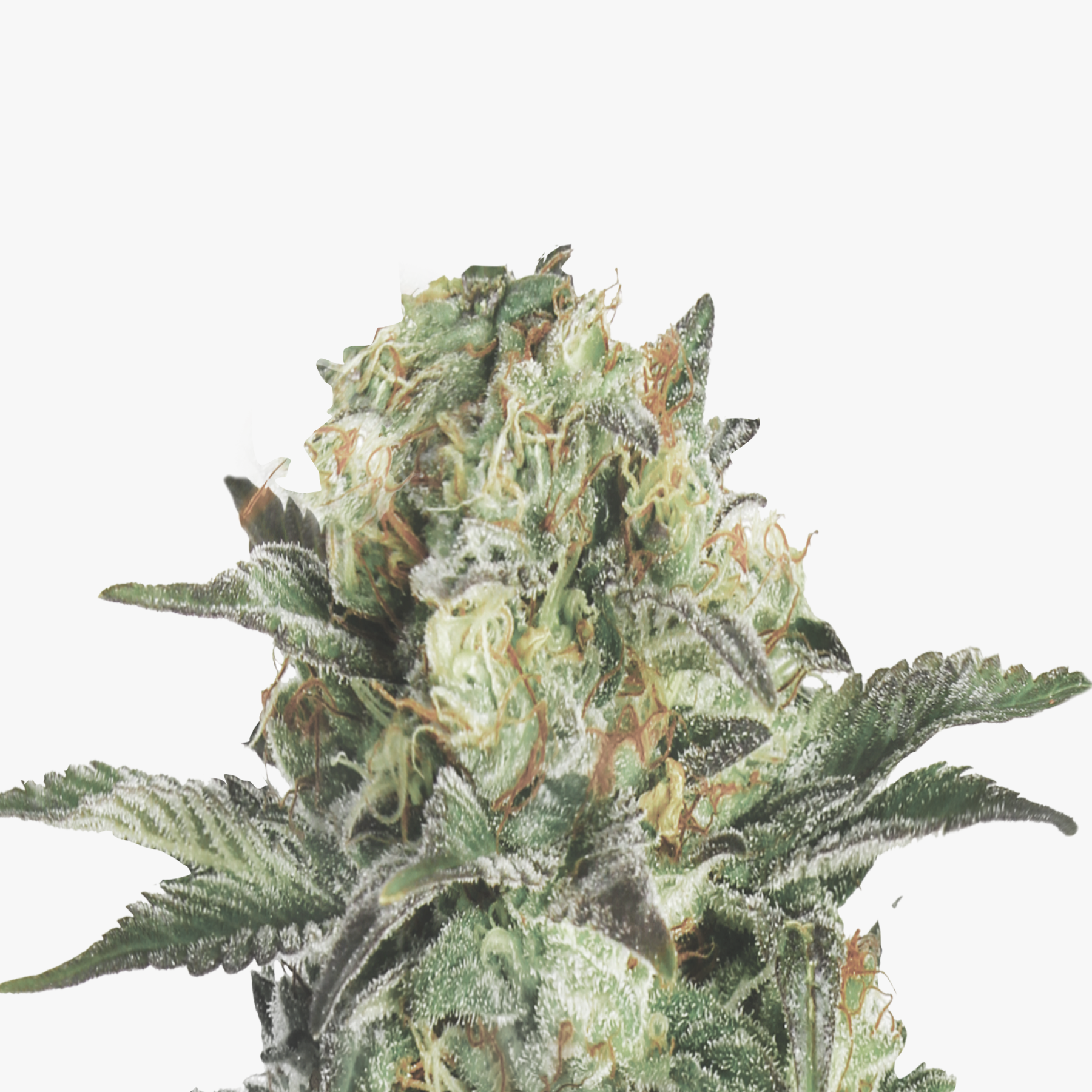 Nahaufnahme einer Cannabisblüte mit grün-weißen Blütenständen, orangefarbenen Härchen und purpurfarbenen Blättern vor weißem Hintergrund

