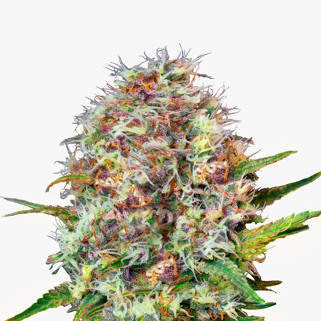 Nahaufnahme einer Cannabispflanze mit lilafarbenen, orangefarbenen und weißen Blütenständen vor weißem Hintergrund
