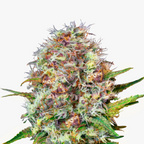 Nahaufnahme einer Cannabispflanze mit lilafarbenen, orangefarbenen und weißen Blütenständen vor weißem Hintergrund

