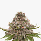 Photo of a cannabis bud showing frosty trichomes, vibrant orange pistils, and dark purple undertones against a white background

