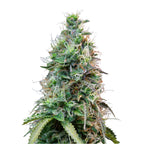 Nahaufnahme einer Cannabispflanze mit dicht gewachsenen, grünen Blütenständen, die mit kristallinen Trichomen und orangefarbenen Härchen bedeckt sind, zeigt detailreiche Texturen und Farbnuancen
