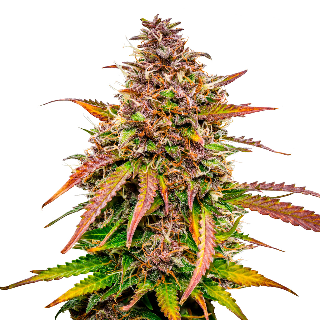 Nahaufnahme einer Cannabispflanze mit purpurroten, orangefarbenen und grünen Blättern und Blütenständen, die mit Trichomen bedeckt sind
