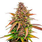 Nahaufnahme einer Cannabispflanze mit purpurroten, orangefarbenen und grünen Blättern und Blütenständen, die mit Trichomen bedeckt sind
