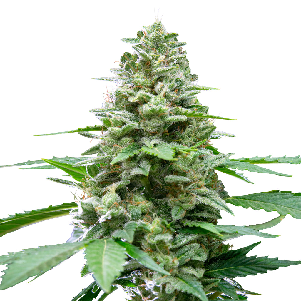 Fotografie einer Cannabispflanze mit dicht gepackten, harzüberzogenen Blütenständen,  leuchtend grünen Blättern und orangefarbenen Härchen zeigt eine Nahaufnahme des Hauptblütenstandes
