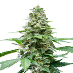 Fotografie einer Cannabispflanze mit dicht gepackten, harzüberzogenen Blütenständen,  leuchtend grünen Blättern und orangefarbenen Härchen zeigt eine Nahaufnahme des Hauptblütenstandes
