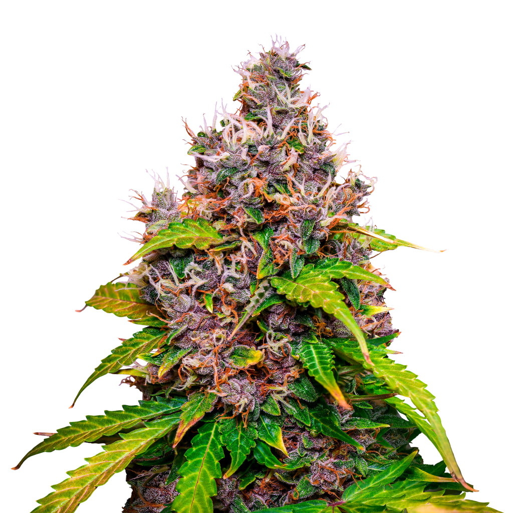 Photographic print of a cannabis sativa plant exhibiting vibrant green and purple hues with orange pistils and glistening trichomes
