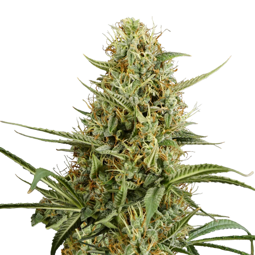 Nahaufnahme einer Cannabispflanze mit grünen und orangefarbenen Blütenständen und fein behaarten Blättern auf weißem Hintergrund
