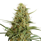 Nahaufnahme einer Cannabispflanze mit grünen und orangefarbenen Blütenständen und fein behaarten Blättern auf weißem Hintergrund
