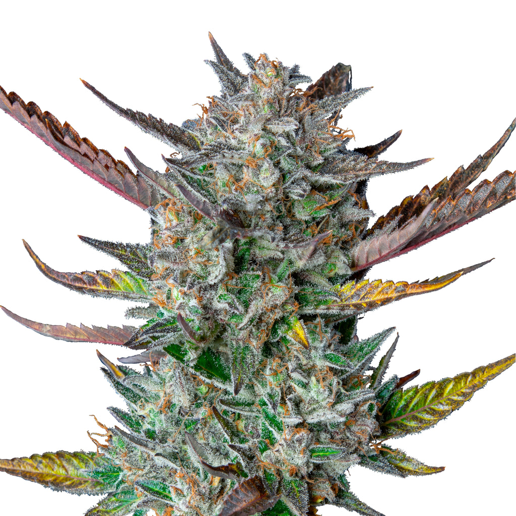 Nahaufnahme einer Cannabispflanze mit purpurroten, grünen und goldenen Blättern und einer dicken Schicht aus Kristallen auf weißem Hintergrund