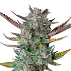 Nahaufnahme einer Cannabispflanze mit purpurroten, grünen und goldenen Blättern und einer dicken Schicht aus Kristallen auf weißem Hintergrund