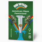 Bud Voyage Grafik: Jamaikanische Haze feminisierte Samen in einer Reagenzglas mit Regenbogen und maritimen Motiven drei Samen drei weibliche Pflanzen grüne Hintergrundfarbe