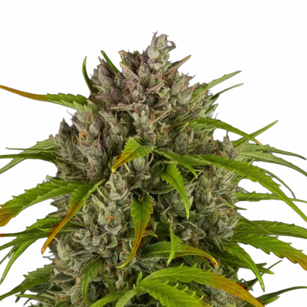 Hanfsamen BudVoyage LSD Auto (überwältigend, euphorisch, entspannend)