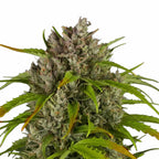 LSD Auto (überwältigend, euphorisch, entspannend)