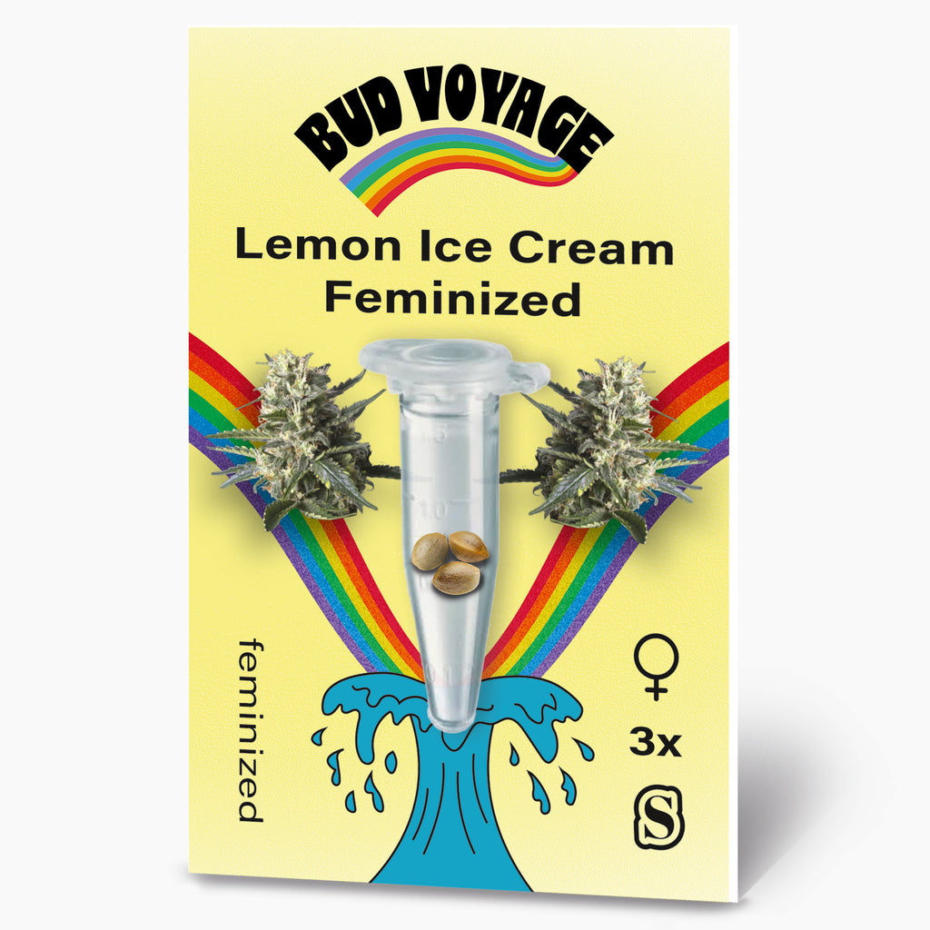Bud Voyage Samensäckchen:  Lemon Ice Cream feminisierte Samen in einer Reagenzglas mit Regenbogen und Wellen-Design drei Samen im Reagenzglas gelbe Hintergrund

