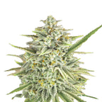 Close-up photograph of a cannabis plant showcasing frosty trichomes, vibrant orange pistils, and uniquely shaped leaves against a white background
