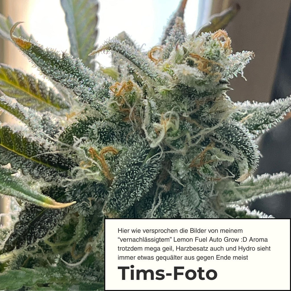 Lemon Fuel F1 Automatik Hanfsamen von BudVoyage