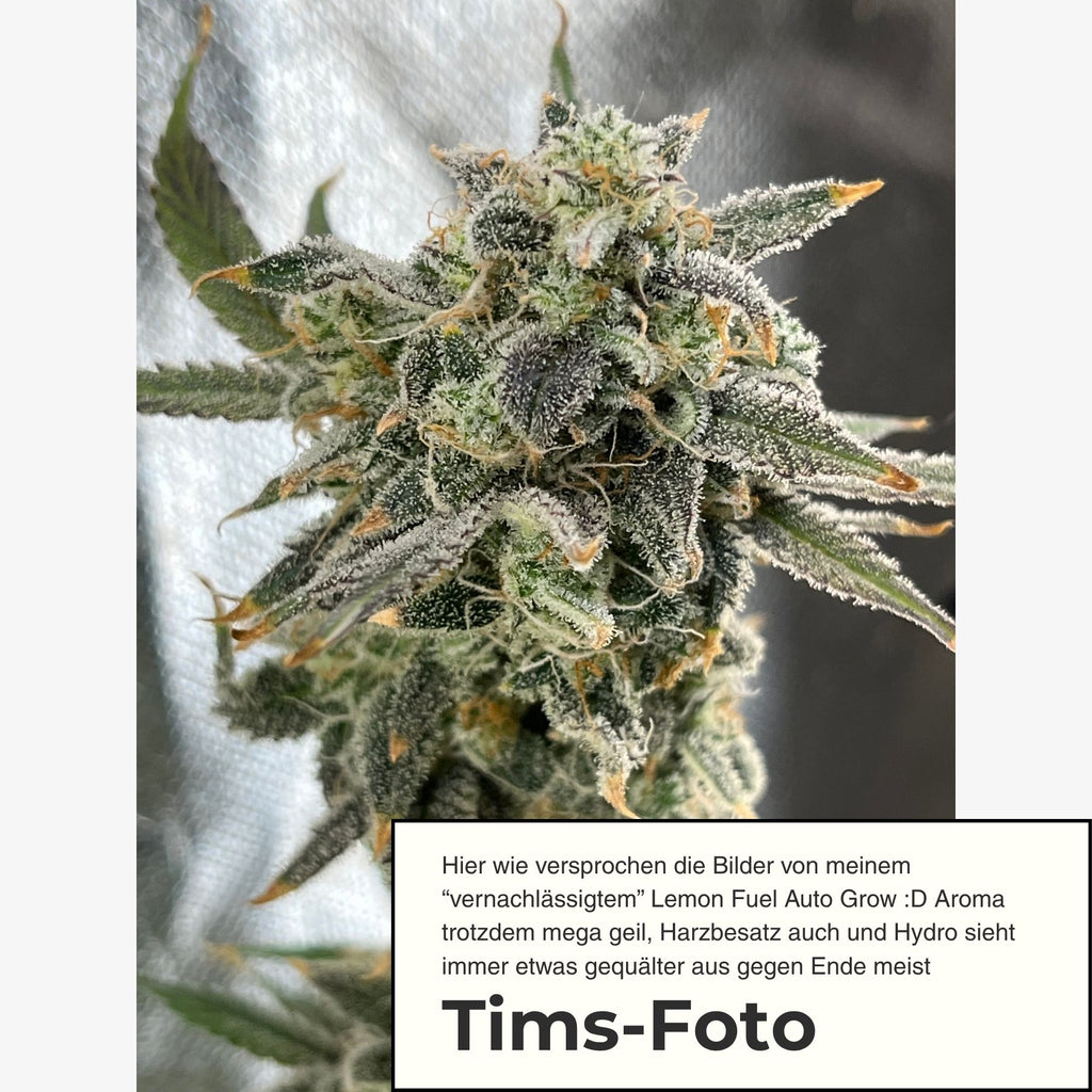 Lemon Fuel F1 Automatik Hanfsamen von BudVoyage